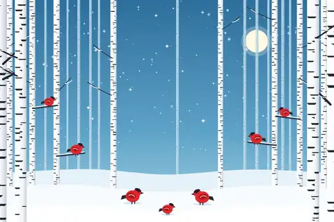 Birch Forest in Snow